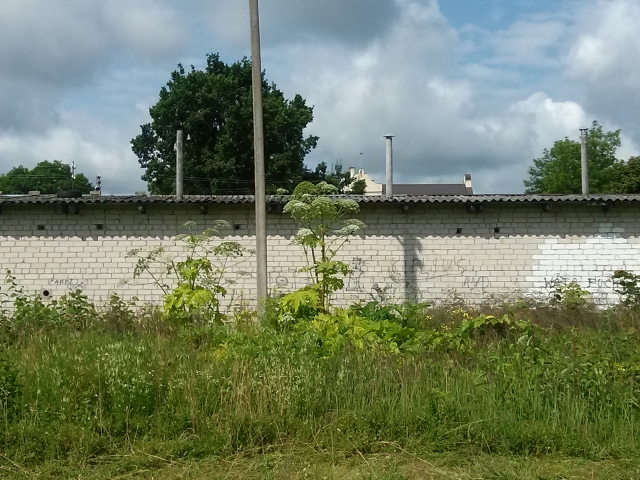 Alergiją sukeliantys sosnovskio barščiai suvešėjo šalia Tyzenhauzų alėjos. D. Zibolienės nuotr.