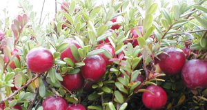 Miškuose jau ieškoma spanguolių. Eltos nuotr.