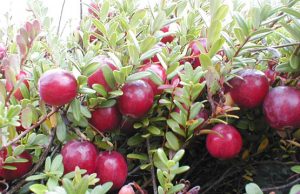 Spanguoliautojams Miškuose jau ieškoma spanguolių. Eltos nuotr.