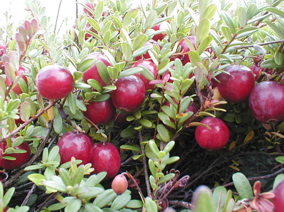 Miškuose jau ieškoma spanguolių. Eltos nuotr.