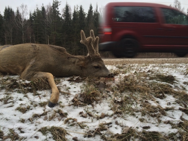 Ant kelio iššokusiam stirninui pirmadienio rytas buvo lemtingas. B.Sakalausko nuotr. Ant kelio iššokusiam stirninui pirmadienio rytas buvo lemtingas. B.Sakalausko nuotr.