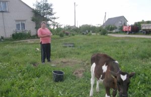 Vilkų terorizuojamas miestelis Namų palangėje veršį nuo stambaus vilko apgynusi Jekaterina Stratulat sakė