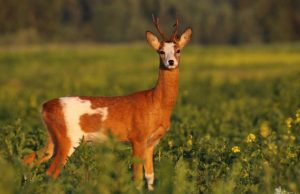 Brakonieriai pripažinti kaltais Asociatyvi nuotr.