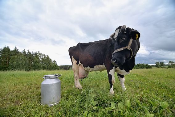 Juodmargė nenumano