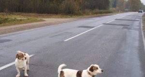 Valkataujantys gyvūnai - opi problema. D.Zibolienės nuotr.