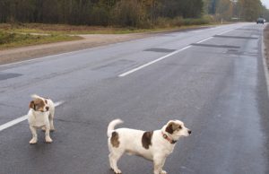 Valkataujantys gyvūnai - opi problema. D.Zibolienės nuotr.