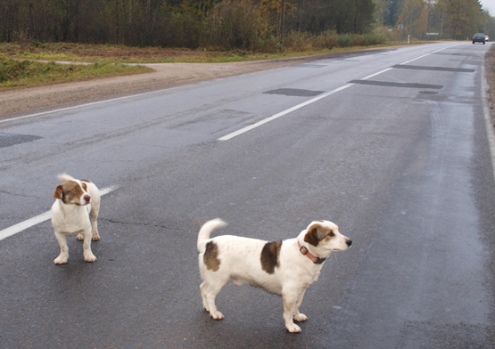 Valkataujantys gyvūnai - opi problema. D.Zibolienės nuotr.