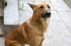 Šie šunys laikinai priglausti policijos komisariato voljere. Policijos komisariato archyvo nuotr.