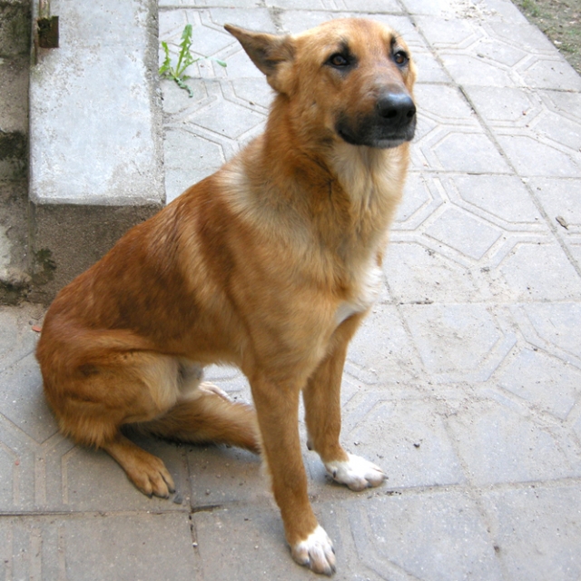 Šie šunys laikinai priglausti policijos komisariato voljere. Policijos komisariato archyvo nuotr.