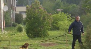 Užtenka vos kelis kartus apšlapinti medelį