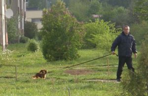 Užtenka vos kelis kartus apšlapinti medelį