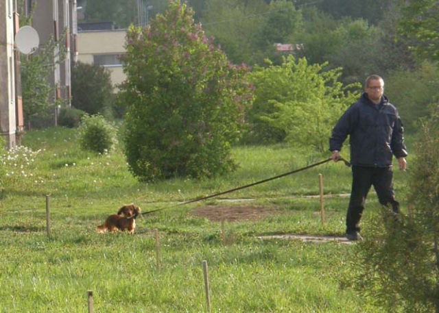 Užtenka vos kelis kartus apšlapinti medelį