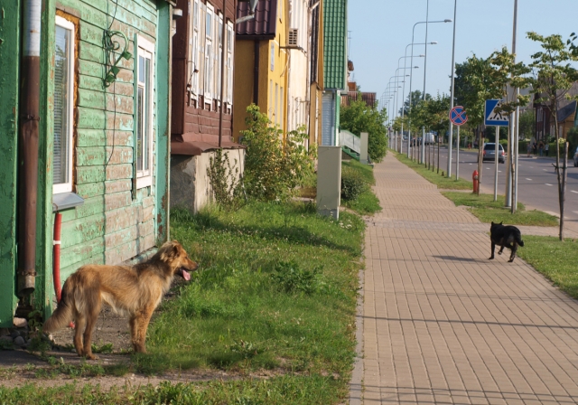 Ši benamių porelė bastėsi po miesto centrą nesibaimindama nei žmonių