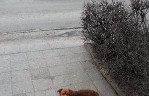 Jaunystės gatvėje nuo laiptinės nesitraukia šuniukas .