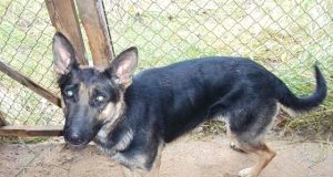 Šunelis jau turi šeimininkus. PK nuotr.