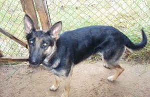 Šunelis jau turi šeimininkus. PK nuotr.