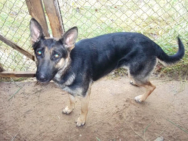 Šunelis jau turi šeimininkus. PK nuotr.