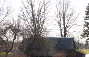 „Jūra“ Ritos Skruodienės tvartą semia vanduo. N.Byčkovskio nuotr.