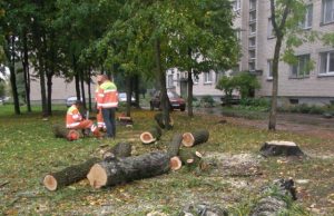 Taikos gatvėje – paskutinis pėsčiųjų ir ratuotųjų mūšis Prie Taikos g. 13-ojo namo nupjauti gražiausi medžiai. D.Zibolienės nuotr.
