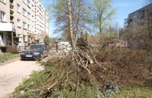 Nupjauti medžiai: vieni džiaugiasi, kiti gaili Taikos g. 5-ojo namo kieme dar likę nupjautųjų medžių šakos. L.Dūdaitės nuotr.
