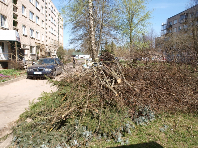 Taikos g. 5-ojo namo kieme dar likę nupjautųjų medžių šakos. L.Dūdaitės nuotr. Taikos g. 5-ojo namo kieme dar likę nupjautųjų medžių šakos. L.Dūdaitės nuotr.