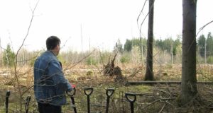 Medynai po kelių dešimtmečių suoš ne tik kirtavietėse