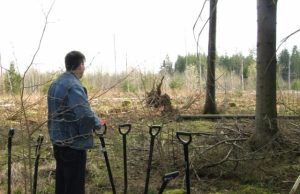 Pinigų gysla – nederlingoje žemėje sodinti mišką Medynai po kelių dešimtmečių suoš ne tik kirtavietėse