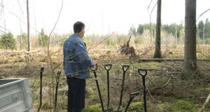 Organizuojama tradicinė pavasarinė miško sodinimo talka.