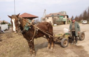 Pirmąją akcijos dieną talkų vajaus nesijautė Iš Sėlynės arkliu į Rokiškį atvažiavęs Viktoras Stanevičius sakė žinąs apie visuotinę talką