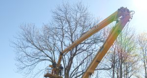 Darbininkai pjovė dvaro parko tvorą gadinančius medžius. L.Dūdaitės nuotr.