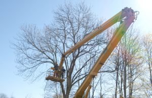 Dvaro parke pjaunami medžiai Darbininkai pjovė dvaro parko tvorą gadinančius medžius. L.Dūdaitės nuotr.