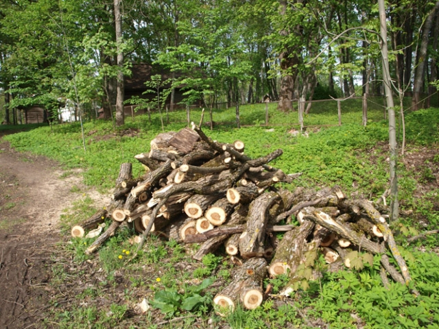 Po talkos iš parko neišvežti tik didžiausi medžiai. D.Zibolienės nuotr.