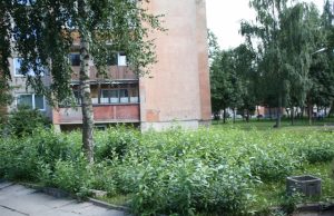 Jaunystės g. 23-iojo ir 25-ojo daugiabučių kieme želia topolių miškas. J. Kačerausko nuotr.