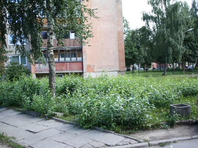 Jaunystės g. 23-iojo ir 25-ojo daugiabučių kieme želia topolių miškas. J. Kačerausko nuotr. Jaunystės g. 23-iojo ir 25-ojo daugiabučių kieme želia topolių miškas. J. Kačerausko nuotr.