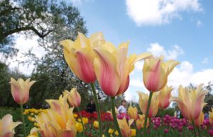 Moteriai: "Jei gėlė taip ir liks vitrinoje