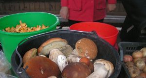 Vis daugiau rokiškėnų džiaugiasi gausiu baravykų derliumi. N.Byčkovskio nuotr.