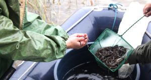Tūkstančiai judrių unguriukų papildė rajono ežerų fauną. Rajono aplinkos apsaugos agentūros nuotr.