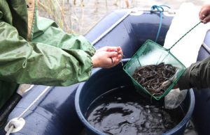Tūkstančiai judrių unguriukų papildė rajono ežerų fauną. Rajono aplinkos apsaugos agentūros nuotr.
