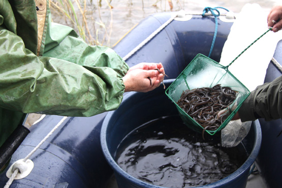 Tūkstančiai judrių unguriukų papildė rajono ežerų fauną. Rajono aplinkos apsaugos agentūros nuotr.