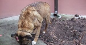 Šeimininkai gal pasigedo šio šuns.J. Masteikienės nuotr.