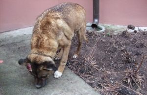 Šeimininkai gal pasigedo šio šuns.J. Masteikienės nuotr.