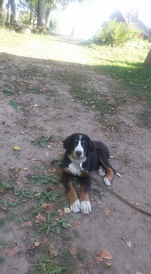 Jeigu matėte šį gyvūną Jeigu matėte šį gyvūną