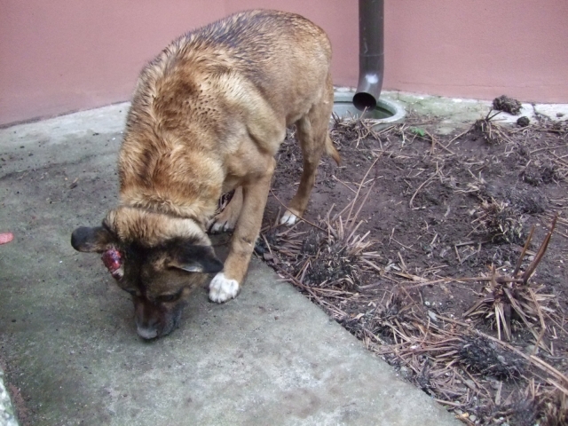 Šeimininkai gal pasigedo šio šuns.J. Masteikienės nuotr.