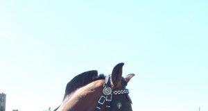 Arimo varžytuvėse vertintas ne tik vagų tiesumas