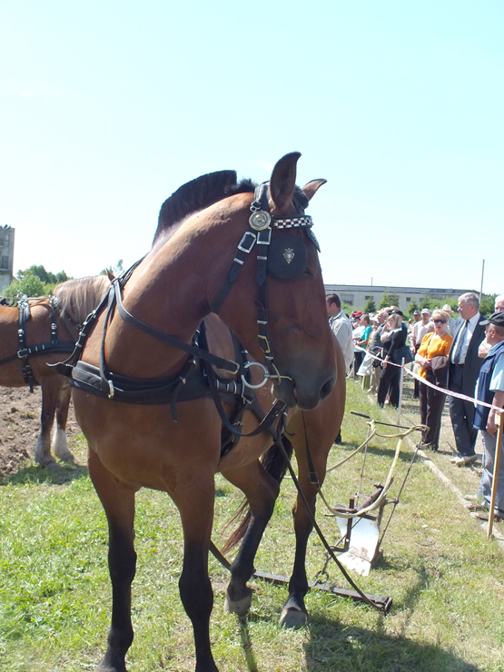 Arimo varžytuvėse vertintas ne tik vagų tiesumas