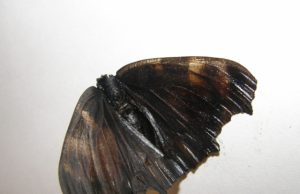 Žiemos nemigos kamuojamas drugelis tapo istorijos herojumi. A.Puteikytės nuotr.