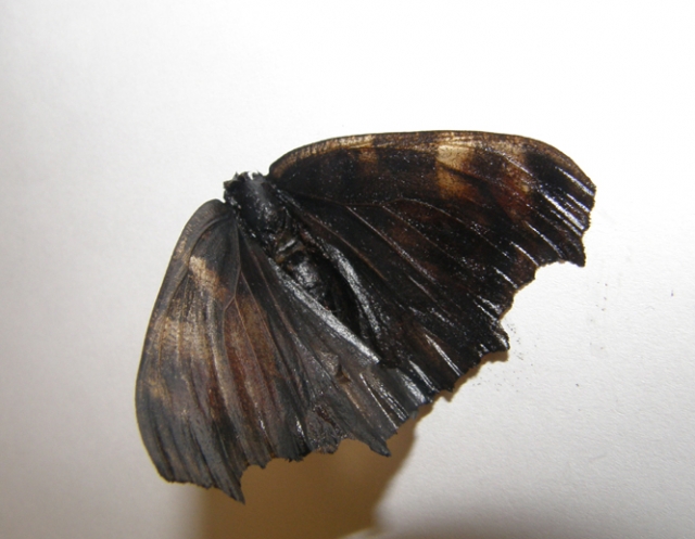 Žiemos nemigos kamuojamas drugelis tapo istorijos herojumi. A.Puteikytės nuotr. Žiemos nemigos kamuojamas drugelis tapo istorijos herojumi. A.Puteikytės nuotr.