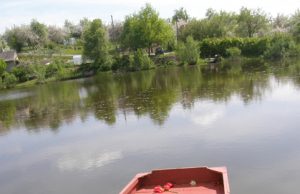 Niekdarių nudraskytomis tulpėmis nusėta ne tik sodų teritorija