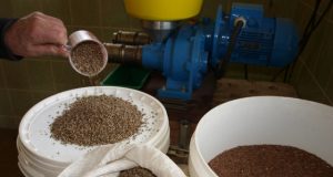 Vėjelių ūkyje užaugintų kanapių ir linų sėklos paverčiamos natūraliu šalto spaudimo aliejumi. A.Minkevičienės nuotr.