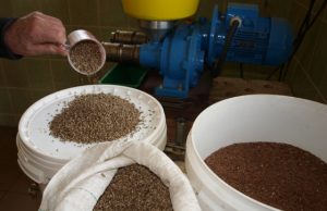 Vėjelių ūkyje užaugintų kanapių ir linų sėklos paverčiamos natūraliu šalto spaudimo aliejumi. A.Minkevičienės nuotr.